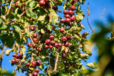 Bavaria, Germany - 26 July 2024: An apple tree full of ripe, red apples shines in the sunlight and symbolizes the abunda-stock-foto