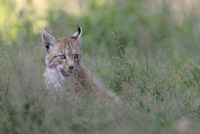 Zunge schleckend... Eurasischer Luchs ( Lynx lynx ), junger Luchs sitzt im hohen Gras, schleckt mit der Zunge, Serie Tierkinder, lustige Tieraufnahmen, s??e Wildkatzen, heimische Natur, captive ***-stock-foto