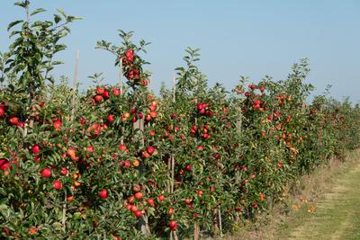 Aepfel haengen an einem Baum auf einer Apfelplantage zum Selbstpfluecken am 10.09.2023 in der N?he von Doellstaedt in Th-stock-foto