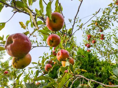 Bavaria, Germany - September 29, 2024: Ripe, red-yellow apples hang on the branches of an apple tree, surrounded by gree-stock-foto