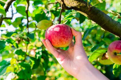 woman hand picking red apple-stock-foto