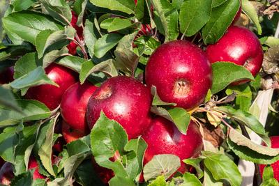 Aepfel haengen an einem Baum auf einer Apfelplantage zum Selbstpfluecken am 10.10.2021 in der N?he von Dachwig in Thueri-stock-foto