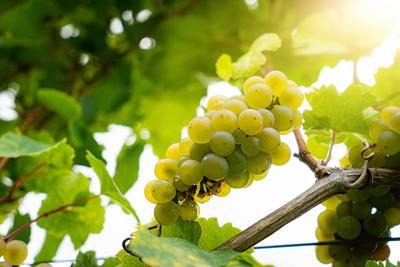 Weinbau - Weinlaub und reife Trauben im Gegenlicht der untergehenden Sonne Weinanbau in deutschen Weinbaugebieten - idyl-stock-foto