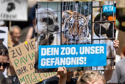 Protest / Demonstration gegen T?tung von Pavianen im Tiergarten, N?rnberg, 2607.2025-stock-foto