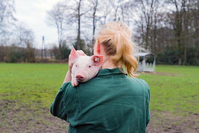 Nachwuchs in der Landwirtschaft, niedliches Ferkel blickt ?ber die Schulter einer jungen Landwirtin vor einer Wiese - la-stock-foto