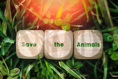 22 February 2023: Wooden cube in a meadow with the inscription: Save the Animals. Animal welfare concept PHOTOMONTAGE **-stock-foto