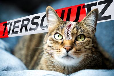 February 11, 2024: A freshly operated cat lies on a sofa, in the background a barrier tape with the inscription: TIERSCH-stock-foto