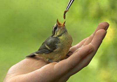 Blaumeise, Blau-Meise (Parus caeruleus, Cyanistes caeruleus), fluegges Kueken bettelnd in Kinderhand, verwaistes Kueken-stock-foto