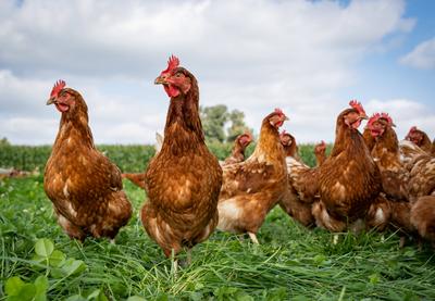 H?hnerhaltung - freilaufende Legehennen auf einer gr?nen Kleegrasweide, landwirtschaftliches Symbolfoto. Eiervermarktung-stock-foto