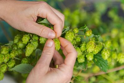 Human hands plucking fresh green hops from the vine Human hands plucking fresh green hops from the vine Copyright: xZoon-stock-foto