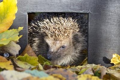 IMAGO Creative: Jahreszeit Herbst, Igel beziehen Winterquartier Europaeischer Igel, Westeuropaeischer Igel, Westigel, We-stock-foto