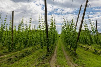 Hopfenanbau in Oberbayern Ein weitl?ufiges Hopfenfeld in der Hallertau-Region, dem weltgr??ten zusammenh?ngenden Hopfena-stock-foto