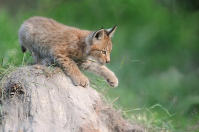verspielt... Eurasischer Luchs ( Lynx lynx ), junger Luchs trainiert, ?bt auf einem kleinen Erdh?gel seine St?rke und Geschicklichkeit, Serie Tierkinder, lustige Tierbilder, heimische Natur, captive ***-stock-foto
