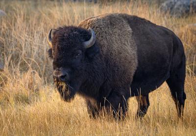 Bison munching on grass in Yellowstone National Park. Yellowstone National Park Wyoming USA Copyright: xGregxVaughnx/xVW-stock-foto