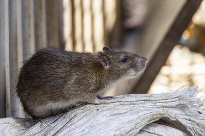 Stuttgart hat ein Rattenproblem. Auf jeden Einwohner kommen sch?tzungsweise vier Ratten. Trotzdem sieht sich die Landesh-stock-foto