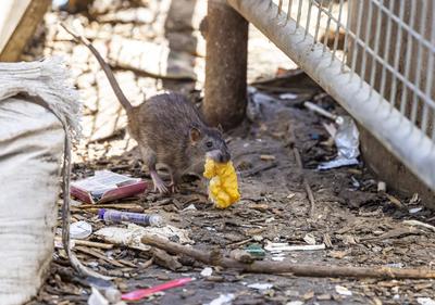 Stuttgart hat ein Rattenproblem. Auf jeden Einwohner kommen sch?tzungsweise vier Ratten. Trotzdem sieht sich die Landesh-stock-foto