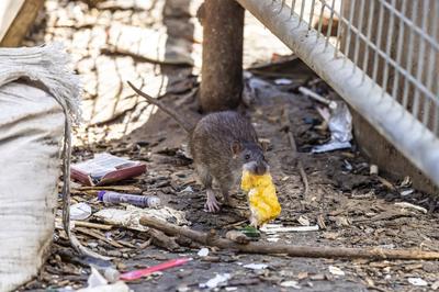 Stuttgart hat ein Rattenproblem. Auf jeden Einwohner kommen sch?tzungsweise vier Ratten. Trotzdem sieht sich die Landesh-stock-foto