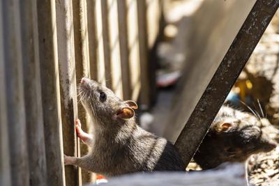 Stuttgart hat ein Rattenproblem. Auf jeden Einwohner kommen sch?tzungsweise vier Ratten. Trotzdem sieht sich die Landesh-stock-foto