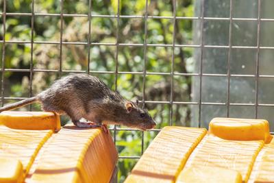 Stuttgart hat ein Rattenproblem. Auf jeden Einwohner kommen sch?tzungsweise vier Ratten. Trotzdem sieht sich die Landesh-stock-foto