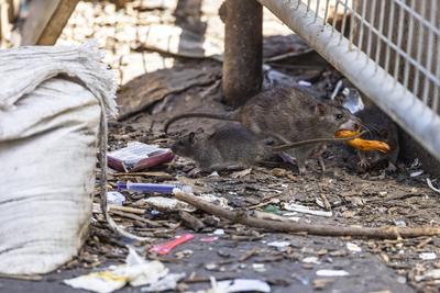 Stuttgart hat ein Rattenproblem. Auf jeden Einwohner kommen sch?tzungsweise vier Ratten. Trotzdem sieht sich die Landesh-stock-foto