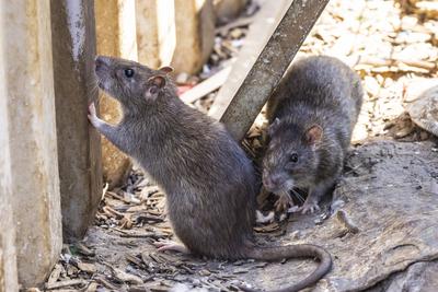 Stuttgart hat ein Rattenproblem. Auf jeden Einwohner kommen sch?tzungsweise vier Ratten. Trotzdem sieht sich die Landesh-stock-foto