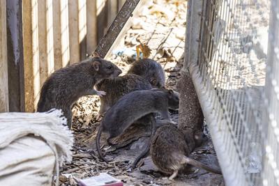 Stuttgart hat ein Rattenproblem. Auf jeden Einwohner kommen sch?tzungsweise vier Ratten. Trotzdem sieht sich die Landesh-stock-foto
