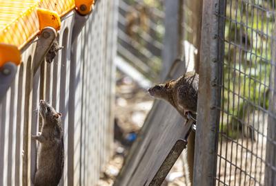 Stuttgart hat ein Rattenproblem. Auf jeden Einwohner kommen sch?tzungsweise vier Ratten. Trotzdem sieht sich die Landesh-stock-foto