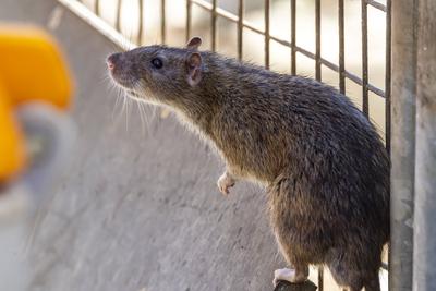Stuttgart hat ein Rattenproblem. Auf jeden Einwohner kommen sch?tzungsweise vier Ratten. Trotzdem sieht sich die Landesh-stock-foto