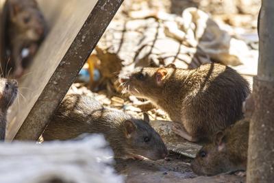 Stuttgart hat ein Rattenproblem. Auf jeden Einwohner kommen sch?tzungsweise vier Ratten. Trotzdem sieht sich die Landesh-stock-foto