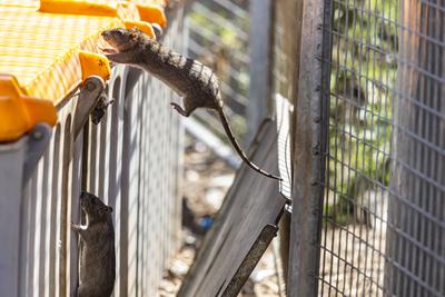 Stuttgart hat ein Rattenproblem. Auf jeden Einwohner kommen sch?tzungsweise vier Ratten. Trotzdem sieht sich die Landesh-stock-foto