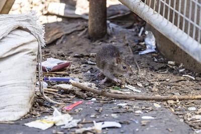 Stuttgart hat ein Rattenproblem. Auf jeden Einwohner kommen sch?tzungsweise vier Ratten. Trotzdem sieht sich die Landesh-stock-foto