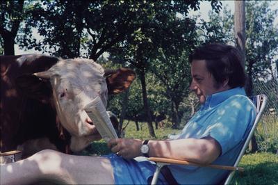 K?he Deutschland 20230101, Aufnahme ca.1960, K?he im Urlaub *** Cows Germany 20230101, photo ca 1960, cows on vacation-stock-foto