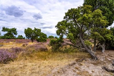 Westruper Heide-stock-foto