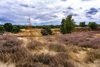 Westruper Heide-stock-foto