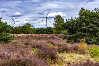 Westruper Heide-stock-foto