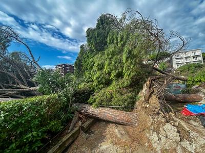 News - Water bomb on Milano Marittima trees on the ground-stock-foto