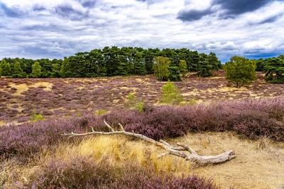 Westruper Heide-stock-foto