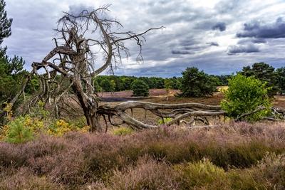 Westruper Heide-stock-foto