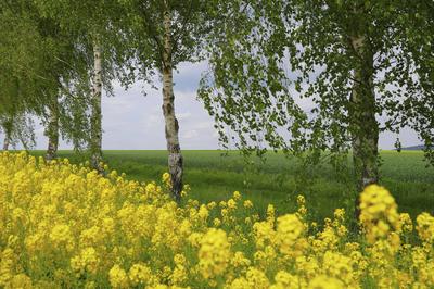 Rapsbirken / Rapeseed Birches Bodypainting-stock-foto