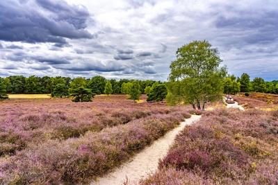 Westruper Heide-stock-foto