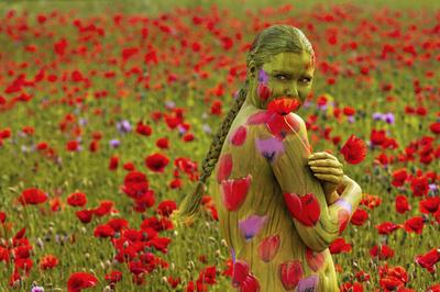 Rotmohn / Red Poppy Bodypainting-stock-foto