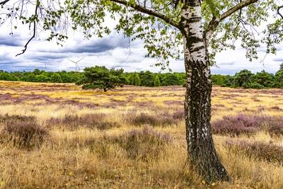 Westruper Heide-stock-foto