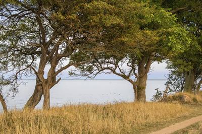 Meerbaum / Sea Tree Bodyapinting-stock-foto