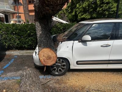 News - Water bomb on Milano Marittima trees on the ground-stock-foto
