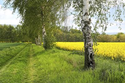 Rapsbirken / Rapeseed Birches Bodypainting-stock-foto