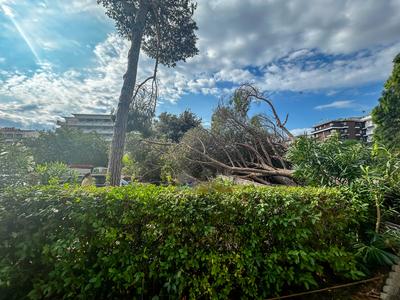 News - Water bomb on Milano Marittima trees on the ground-stock-foto