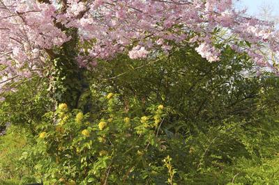 Zierkirsche / Ornamental Cherry Bodypainting-stock-foto