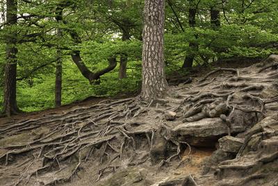 Klippenwurzeln / Cliff Roots Bodypainting-stock-foto