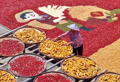HUANGSHAN, CHINA - AUGUST 18: Aerial view of colorful autumn harvests dried in the sun on August 18, 2025 in Huangshan,-stock-foto