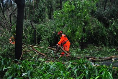 SANYA, CHINA - AUGUST 25: A worker clears fallen tree branches as Typhoon Kajiki brings strong winds and heavy rain on A-stock-foto